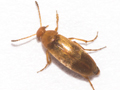 Anaspis maculata